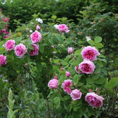 Világos rózsaszín sötétebb centerrel - történelmi - portland rózsa